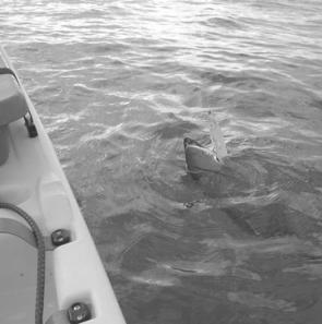 It can take quite a while to get to this stage where a tuna is resting beside the boat ready to be landed. And that is what the fuss about offshore kayaking is all about.